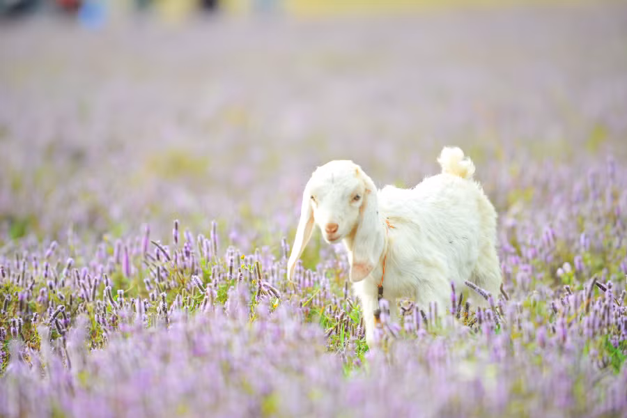 Chú dê con được nhiều bạn trẻ ẵm làm bạn diễn cho những bức hình