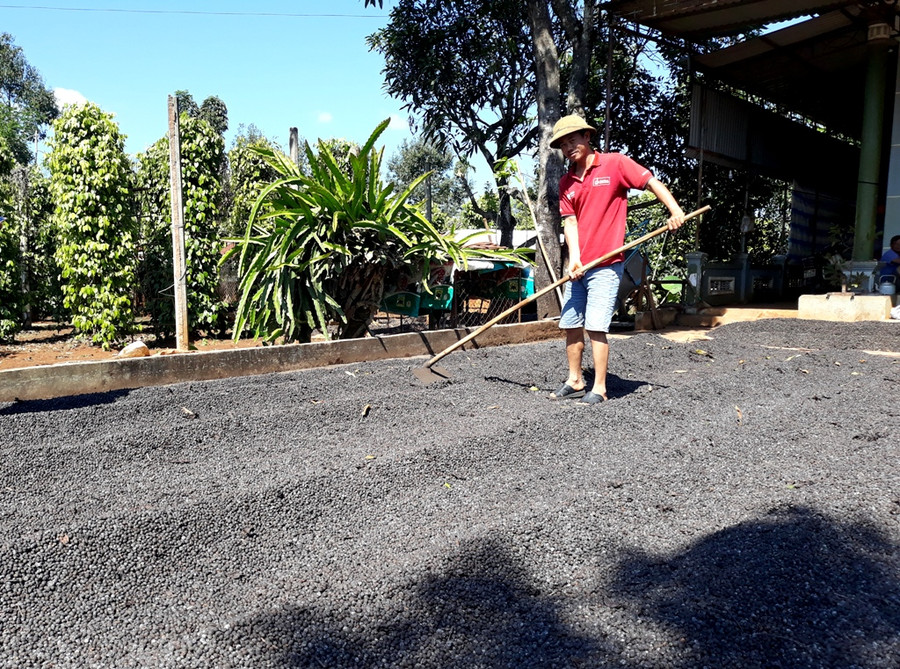 Việc mưa nhiều, sân bãi phơi lại không có, cà phê chất đống trên sân khiến chất lượng cà phê sẽ bị ảnh hưởng. Ảnh: Q.T