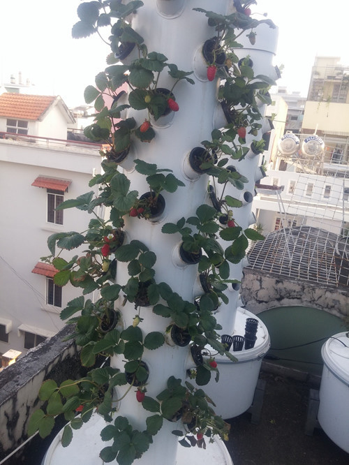 Dâu Tây đặc biệt chỉ thích hợp với điều kiện khí lạnh nhưng anh Sơn vẫn có thể trồng được trên sân thượng nhà mình.