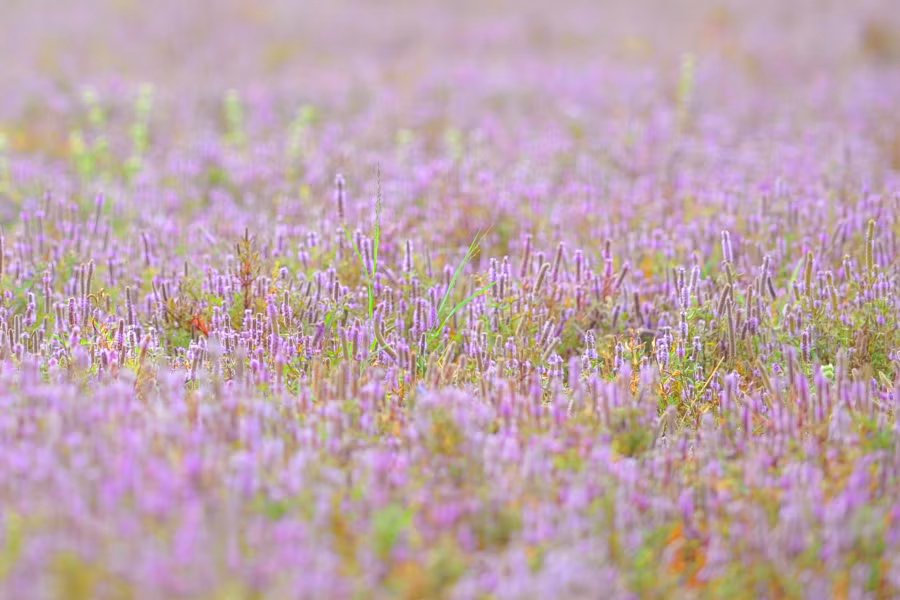 Hoa tím dại còn được gọi với tên hoa Kỳ Lân