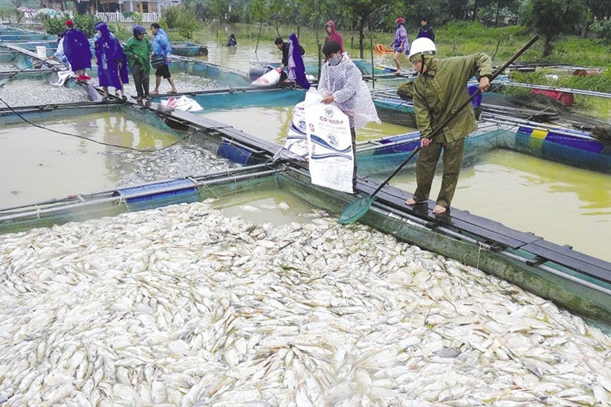 Cá chết và trôi ở Quảng Điền - nếu không có những nụ cười lạc quan thì người dân làm sao đối diện với những mất mát thế này?