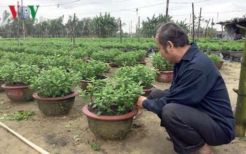 Nhờ nghề trồng hoa cúc, gia đình ông Lý Phước A có đời sống khấm khá.