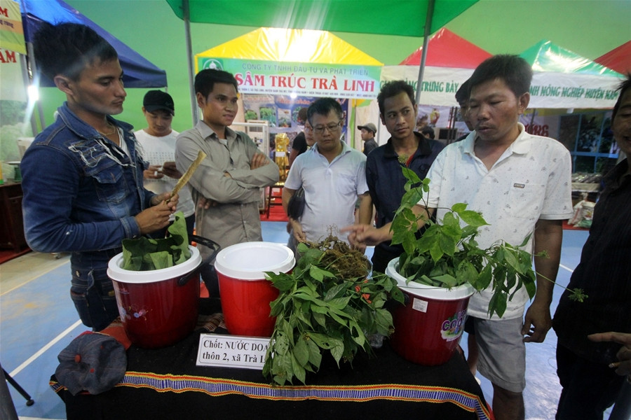 Người dân đến thăm quan phiên chợ sâm Ngọc Linh ở huyện Nam Trà My.