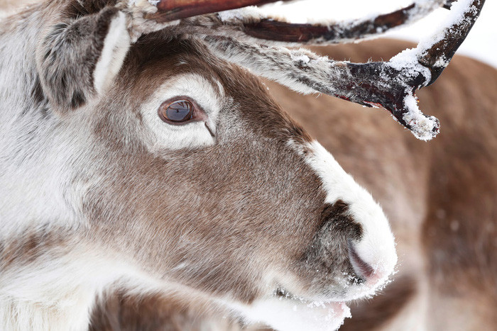 Ảnh: Murdo MacLeod