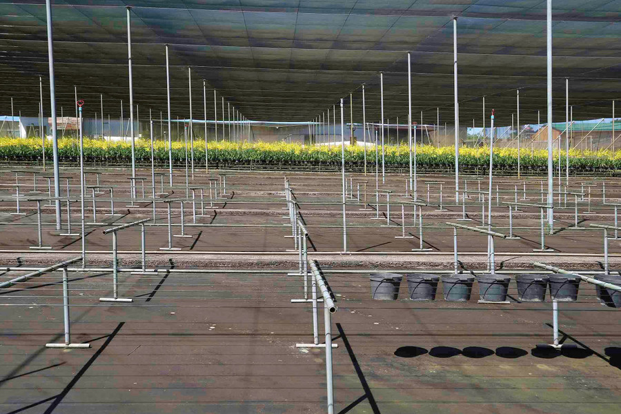 Hệ thống giàn treo được dựng trước khi trồng lan. 