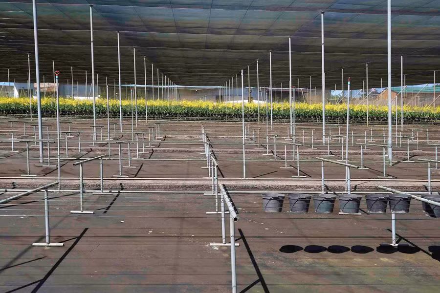 Hệ thống giàn treo được dựng trước khi trồng lan. 