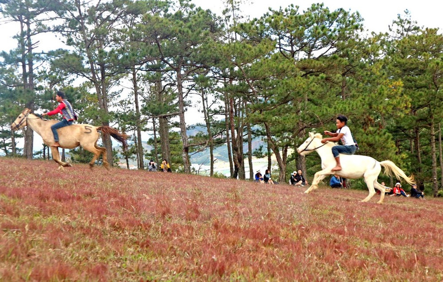 Các kỵ mã tranh tài quyết liệt trong vòng đua chung kết. Các kỵ mã tranh tài quyết liệt trong vòng đua chung kết.