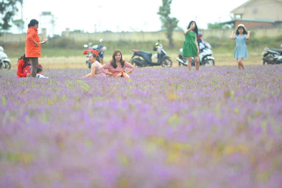 Cánh đồng rộng chừng 2ha khoe sắc tím như được chăm bón