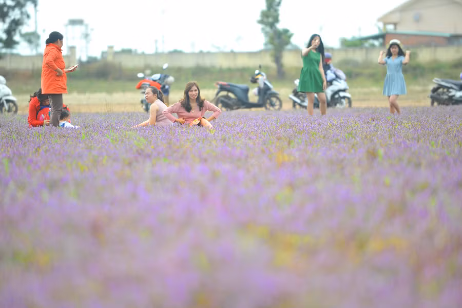 Cánh đồng rộng chừng 2ha khoe sắc tím như được chăm bón