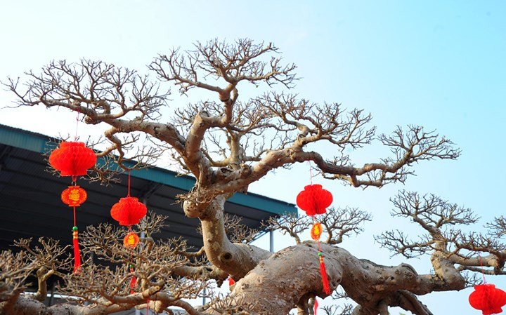  Lúc đầu cây có dạng tán tầng nhưng sau ông chuyển sang thế phóng khoáng.