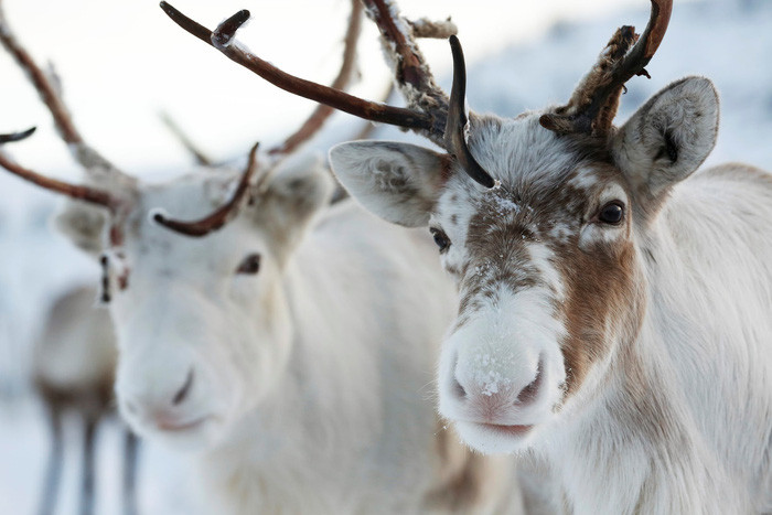  Ảnh: Murdo MacLeod