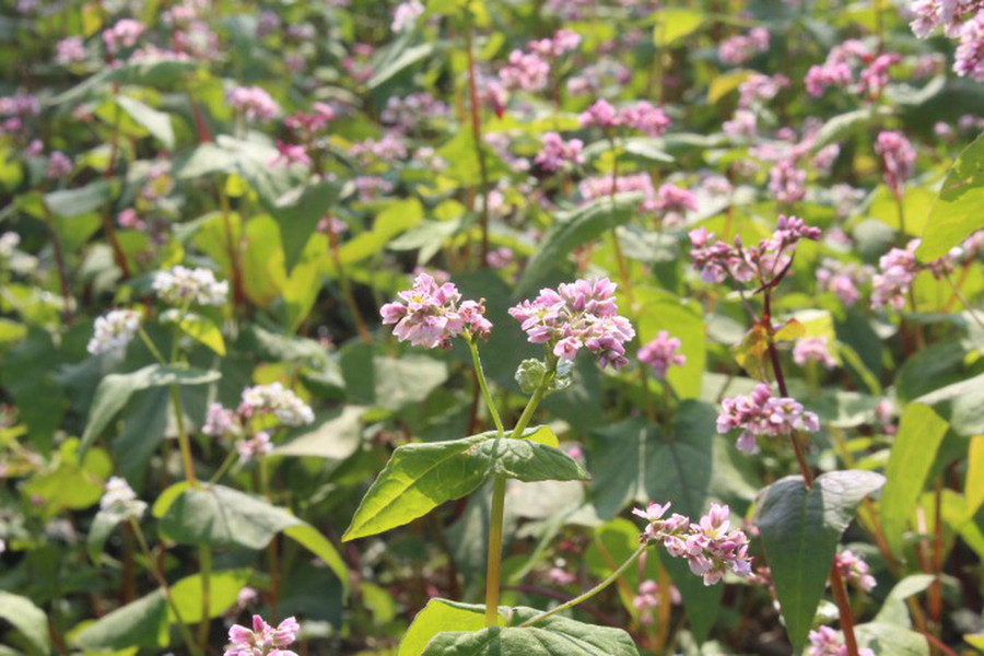  Một số vườn hoa tam giác mạch vẫn đang nở. Mỗi lượt du khách tham quan chụp ảnh sẽ trả 10.000 đồng/lượt cho chủ vườn