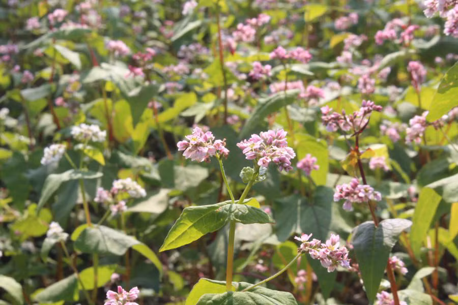  Một số vườn hoa tam giác mạch vẫn đang nở. Mỗi lượt du khách tham quan chụp ảnh sẽ trả 10.000 đồng/lượt cho chủ vườn