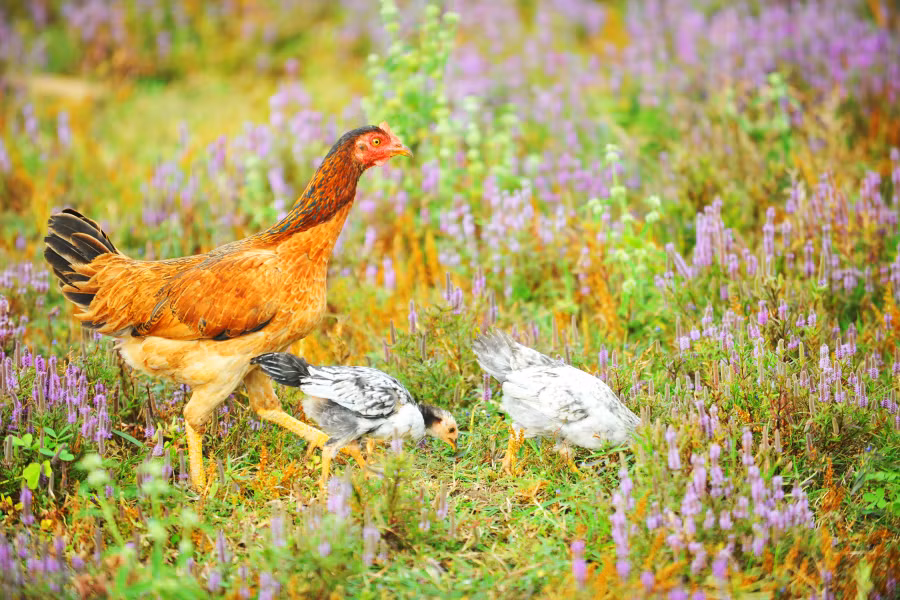 Bầy gà chen lẫn giữa đồng cỏ tạo cảm giác yên bình