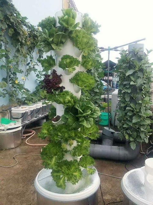 Trồng rau theo hình thức khí canh thì vấn đề đủ ánh sáng cũng hết sức cần thiết.