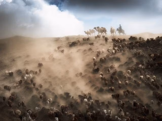 Những người nông dân ở Tân Cương, Trung Quốc dẫn đàn lạc đà, cừu và gia súc của mình đến khu đồng cỏ mới. (Nguồn: National Geographic)