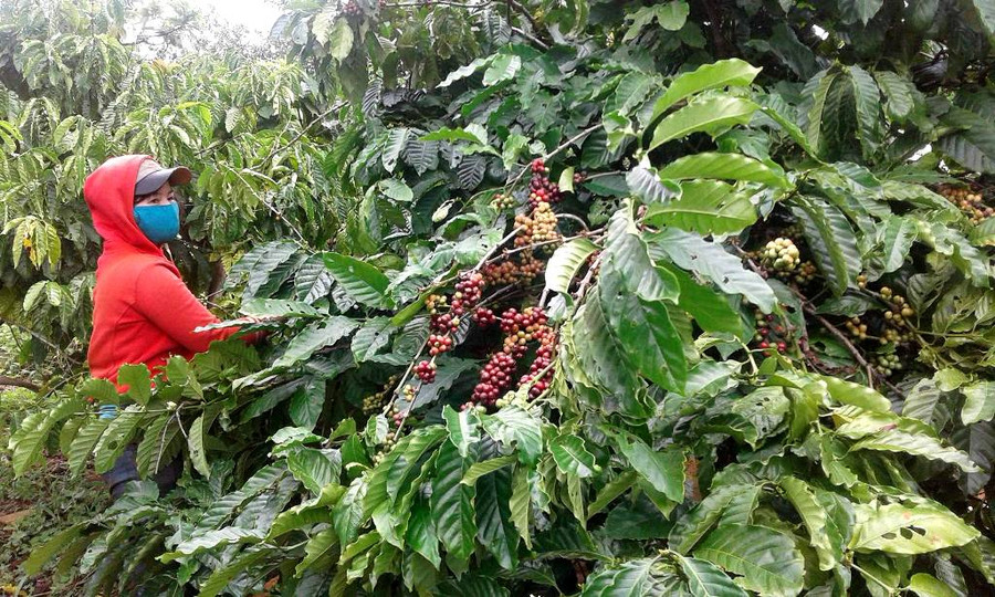 Tình trạng khan hiếm nhân công diễn ra khắp nơi, khiến cho giá nhân công tăng cao so với năm trước. Ảnh: Q.T