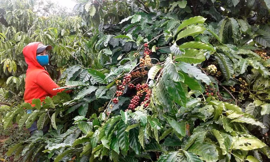 Tình trạng khan hiếm nhân công diễn ra khắp nơi, khiến cho giá nhân công tăng cao so với năm trước. Ảnh: Q.T