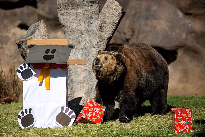  Một chú gấu tiến lại hộp quà Noel tại vườn thú La Aurora, Guatemala, Ảnh: EPA