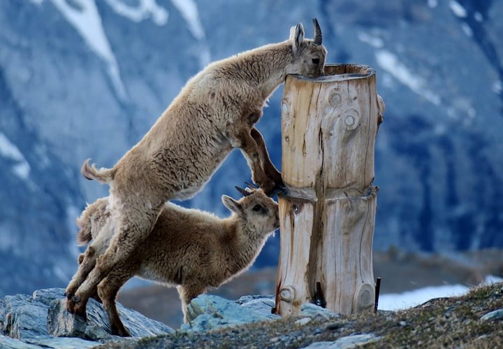  Giúp nhau uống nước.