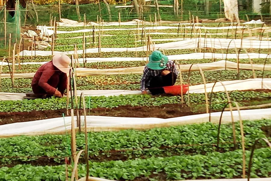  Chuẩn bị giống thuốc lá Đông Xuân 2017-2018. Ảnh: Bích Vân 