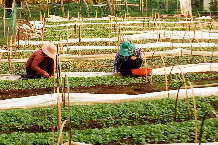  Chuẩn bị giống thuốc lá Đông Xuân 2017-2018. Ảnh: Bích Vân 