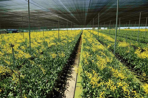 Vườn lan vũ nữ rộng ngút tầm mắt của gia đình ông Cao Xuân Hải. 