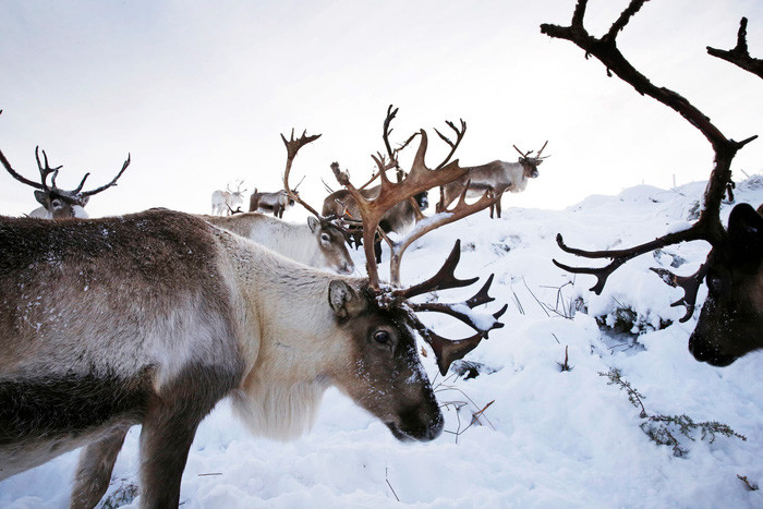 Ảnh: Murdo MacLeod