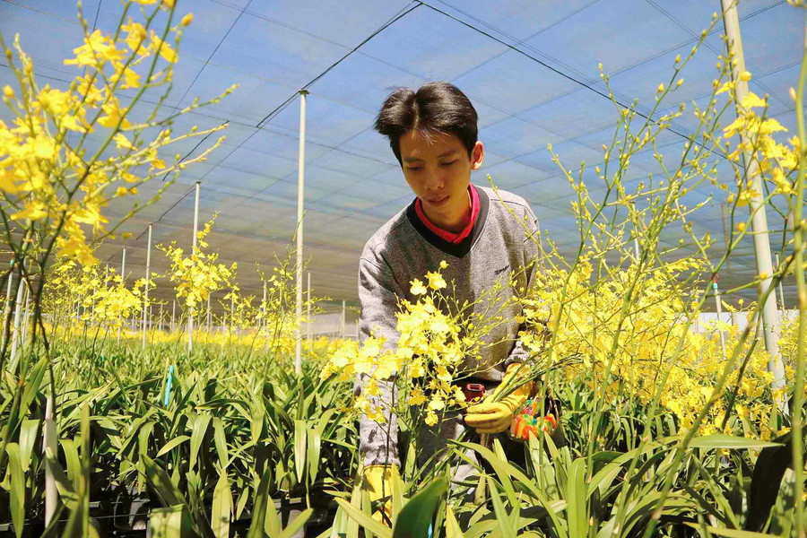  Vườn lan được trồng tuân thủ theo quy định nghiêm ngặt đáp ứng các tiêu chuẩn xuất khẩu. 