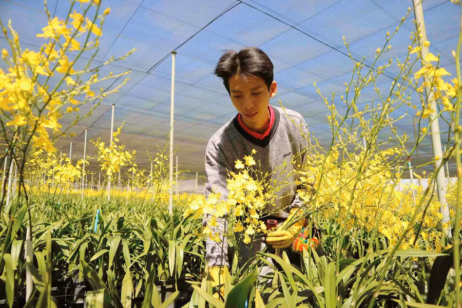  Vườn lan được trồng tuân thủ theo quy định nghiêm ngặt đáp ứng các tiêu chuẩn xuất khẩu. 