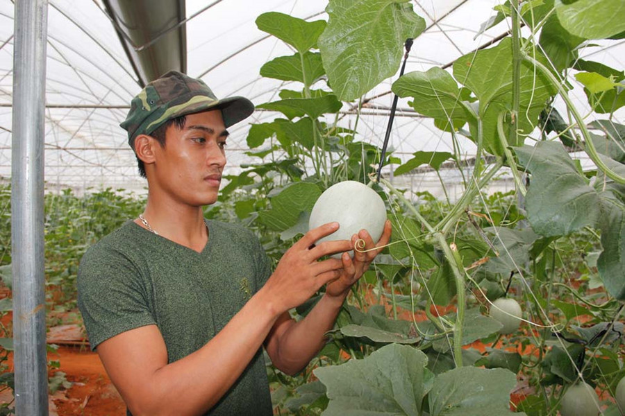 Lê Văn Vượng bên trong nhà màng trồng dưa lưới Nhật Bản