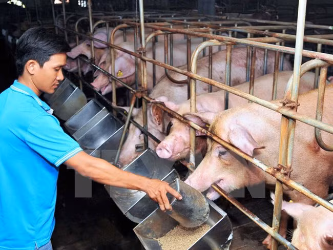 Ảnh minh họa Ảnh minh họa