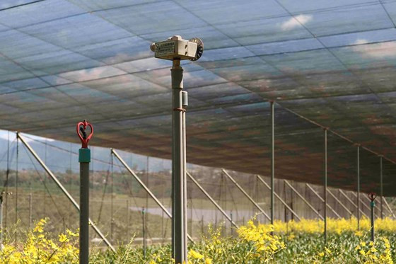 Toàn bộ hệ thống phun, tưới tự động đã được áp dụng tại vườn lan rộng 1,3 ha. 