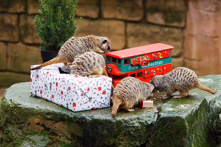 Những chú chồn đất ăn thức ăn từ một ngôi nhà được trang trí kiểu Giáng sinh tại vườn thú Hannover, Đức. Ảnh: AP