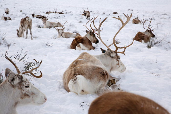 Ảnh: Murdo MacLeod