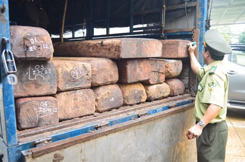 Lực lượng chức năng xác định 32 súc gỗ trên xe tải BS 76C - 083.23 là gỗ gụ lau thuộc nhóm quý hiếm (nhóm 2A). Lực lượng chức năng xác định 32 súc gỗ trên xe tải BS 76C - 083.23 là gỗ gụ lau thuộc nhóm quý hiếm (nhóm 2A).