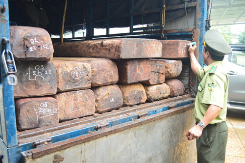Lực lượng chức năng xác định 32 súc gỗ trên xe tải BS 76C - 083.23 là gỗ gụ lau thuộc nhóm quý hiếm (nhóm 2A).