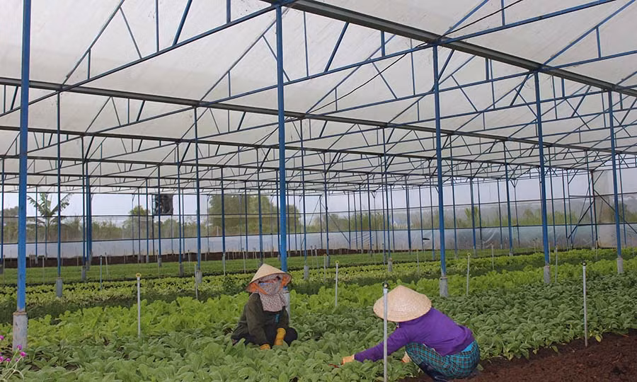 Ảnh: Nguyễn Diệp