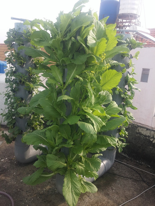 Mỗi loại rau khi trồng bằng hình thức khí canh sẽ phát triển nhanh hơn 30-40% so với các phương pháp canh tác truyền thống.