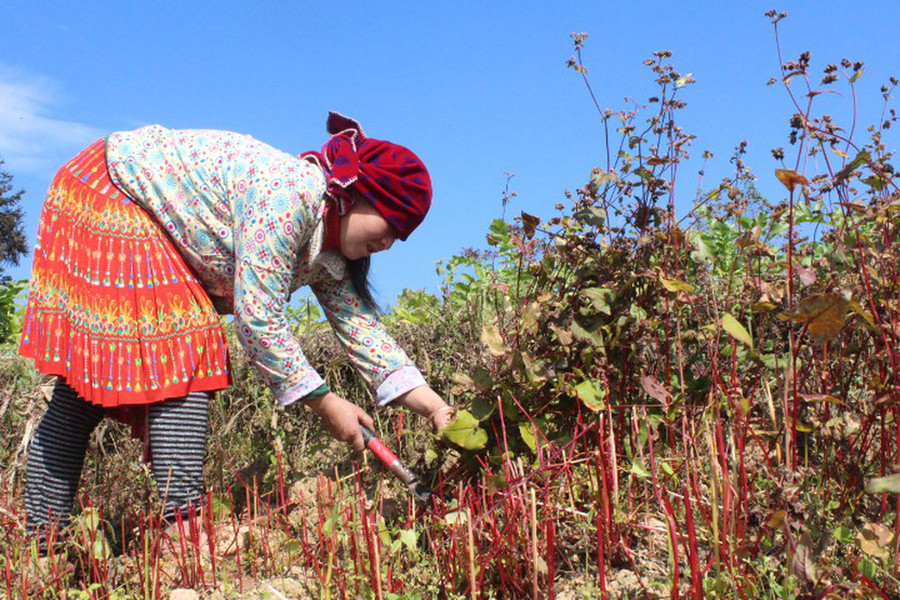Tam giác mạch chủ yếu được trồng tại các huyện Yên Minh, Đồng Văn, Mèo Vạc