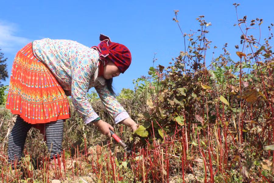 Tam giác mạch chủ yếu được trồng tại các huyện Yên Minh, Đồng Văn, Mèo Vạc