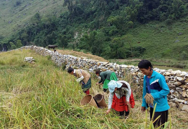 Không chỉ phòng tránh thú giữ, để bảo vệ sản xuất, chăn nuôi, gia đình anh Vàng A Tháu còn làm hàng rào đá bảo vệ chuồng trại chăn nuôi và cả nương rẫy...Để dựng được những hàng rào bằng đá như thế này, bà con phải mất hàng tháng trời, thậm chí cả năm trời, tùy thuộc vào độ dài, chiều cao của hàng rào. Có những người dân và du khách khi đến đây, “thử” hàng rào bằng cách dùng sức đẩy mạnh và ngạc nhiên trước sự vững chắc của nó.