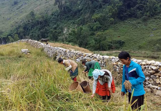 Không chỉ phòng tránh thú giữ, để bảo vệ sản xuất, chăn nuôi, gia đình anh Vàng A Tháu còn làm hàng rào đá bảo vệ chuồng trại chăn nuôi và cả nương rẫy...Để dựng được những hàng rào bằng đá như thế này, bà con phải mất hàng tháng trời, thậm chí cả năm trời, tùy thuộc vào độ dài, chiều cao của hàng rào. Có những người dân và du khách khi đến đây, “thử” hàng rào bằng cách dùng sức đẩy mạnh và ngạc nhiên trước sự vững chắc của nó.