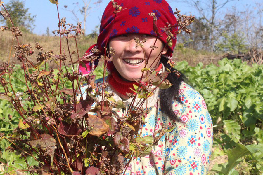 Một cô gái đang thu hoạch tam giác mạch