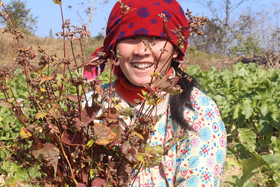 Một cô gái đang thu hoạch tam giác mạch