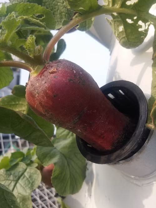 Các loại củ anh Sơn trồng cũng phát triển rất tốt. Các loại củ anh Sơn trồng cũng phát triển rất tốt.