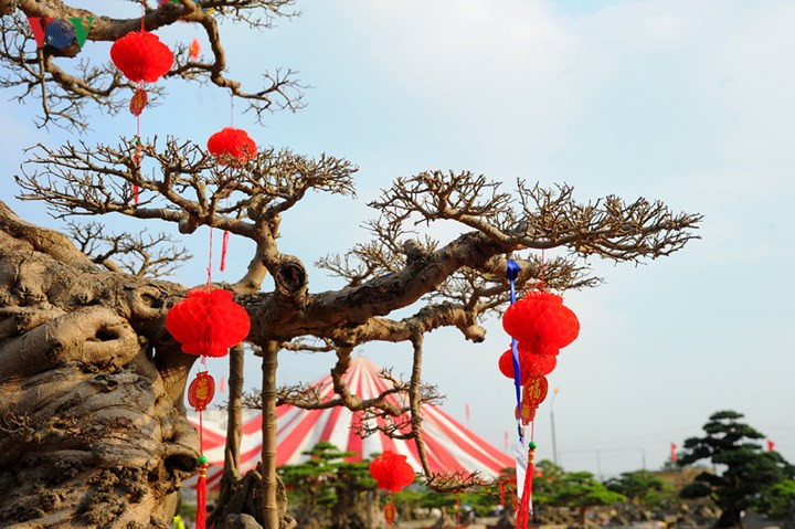 Ông Hòa không tiết lộ về giá cụ thể của cây sanh này vì không có ý định bán. Tuy nhiên, theo ông nếu bán nó phải lên tới hàng triệu USD.