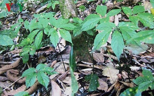  Cây sâm Ngọc Linh.