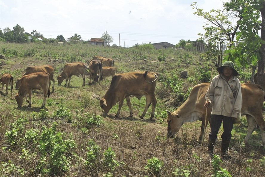 Anh Bình hy vọng đời con mình sẽ không gắn với nghiệp chăn bò. Anh Bình hy vọng đời con mình sẽ không gắn với nghiệp chăn bò.