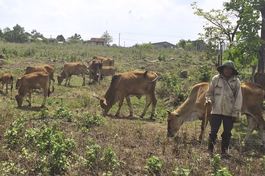 Anh Bình hy vọng đời con mình sẽ không gắn với nghiệp chăn bò.